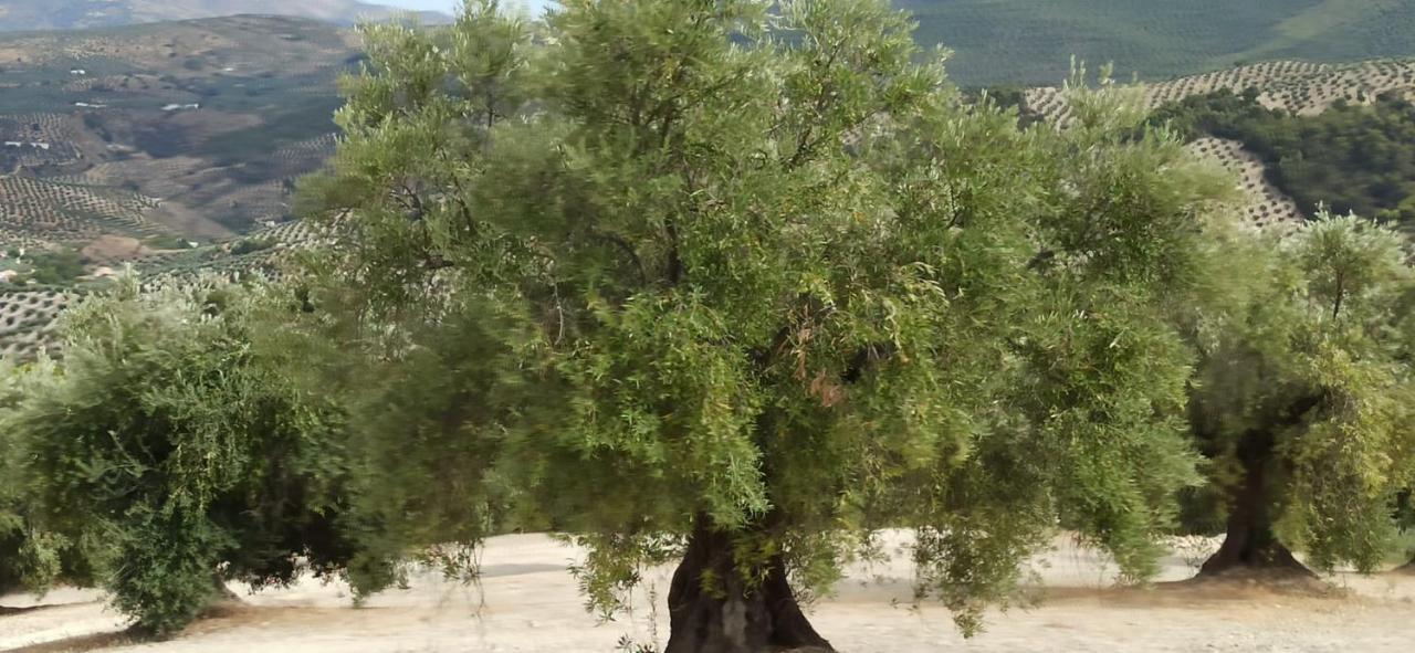 فيلا El Convento Vivienda Rural Jaen Andalucia Espana Carchelejo المظهر الخارجي الصورة